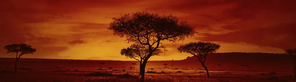 The Lion King Tickets